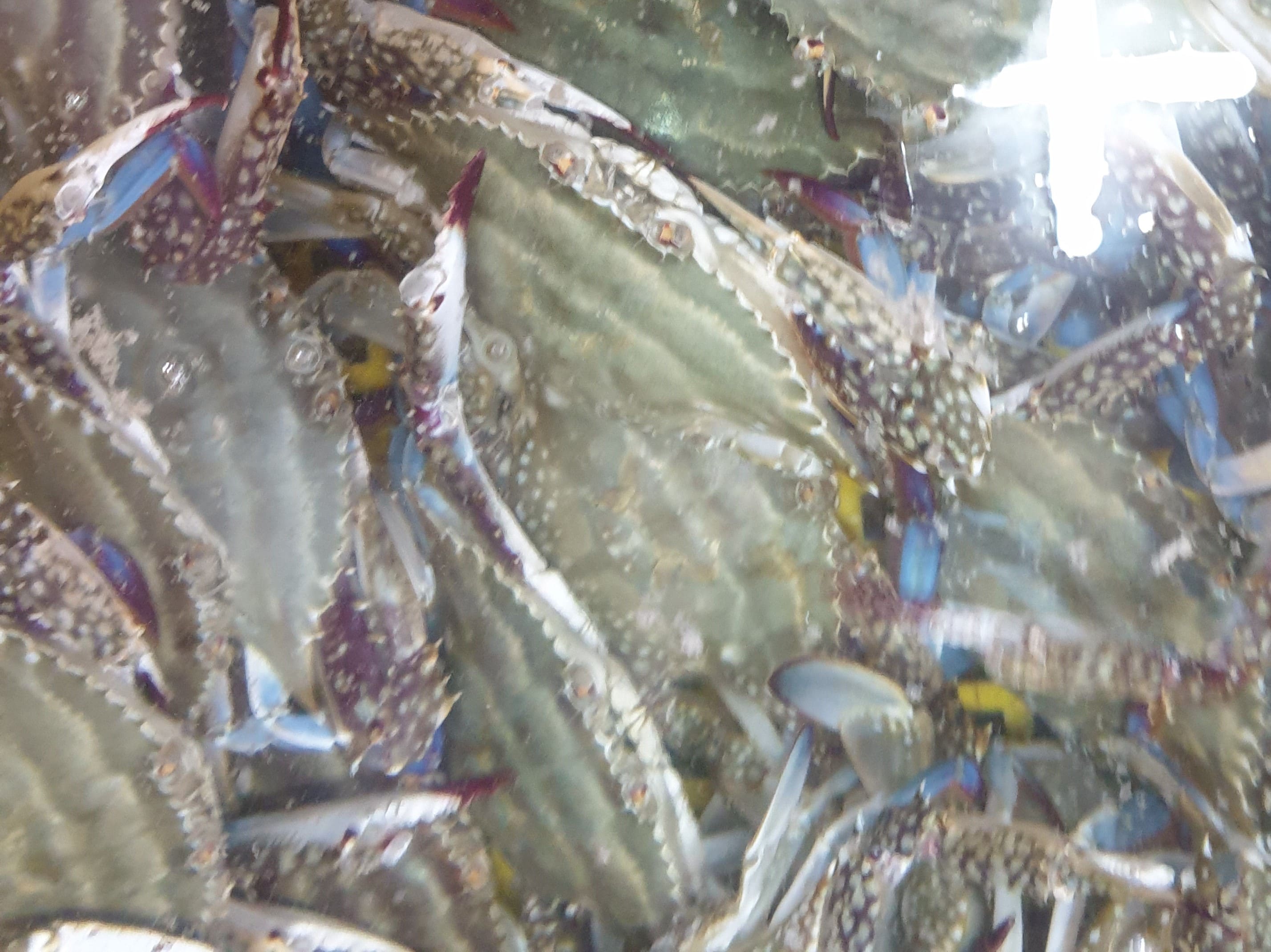 활꽃게 1kg (2~3마리)