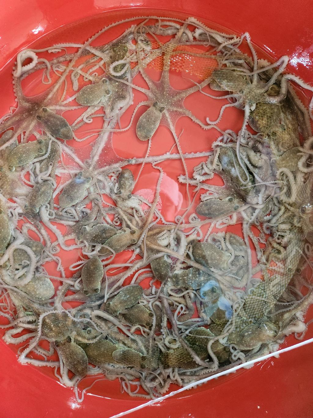 🎁탕탕이 낙지 1마리 5,000원